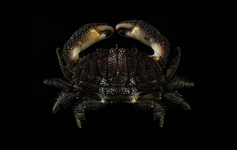 Actaeodes tomentosus, Ling-Kuang Tseng