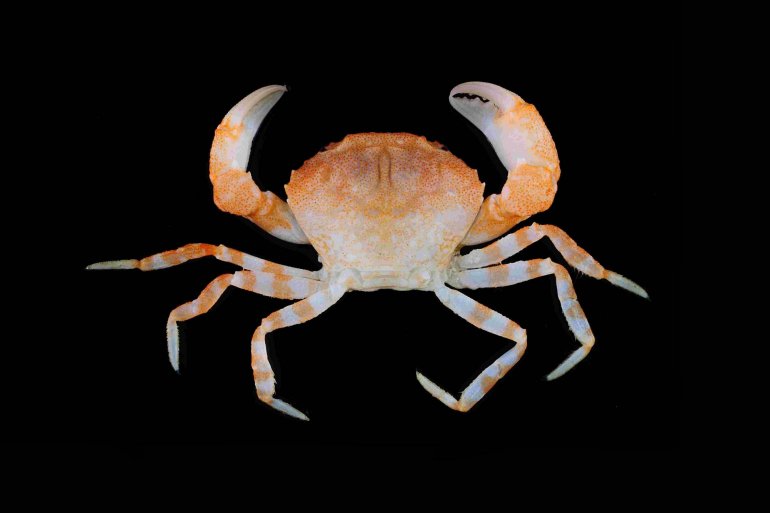 Alainodaeus rimatara, Tin-Yam Chan National Taiwan Ocean University