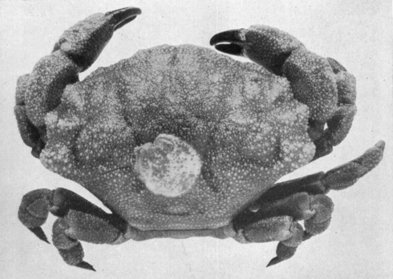 Atergatopsis alcocki, C.R. Shoemaker Rathbun, M.J. (1923): Report on the crabs obtained by the F.I.S. “Endeavour” on the coasts of Queensland, New South Wales, Victoria, South Australia and Tasmania. Report on the Brachyrhyncha, Oxystomata and Dromiacea