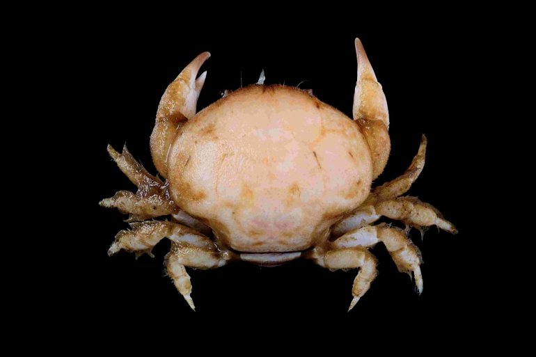 Calvactaea tumida, Tin-Yam Chan National Taiwan Ocean University
