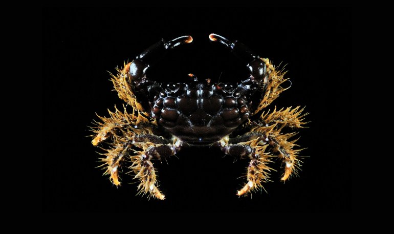 Cyclodius nitidus, Ling-Kuang Tseng