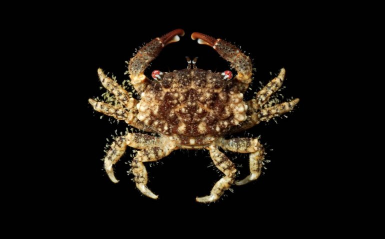 Cyclodius obscurus, Robert Lasley