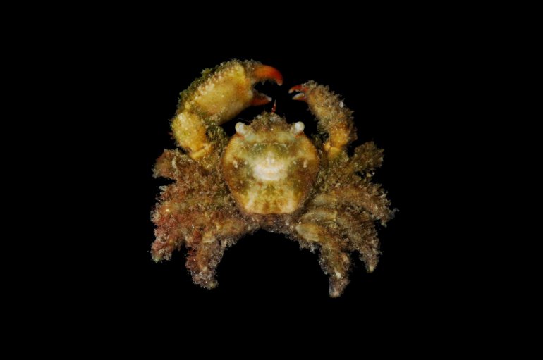 Cymo deplanatus, Robert Lasley