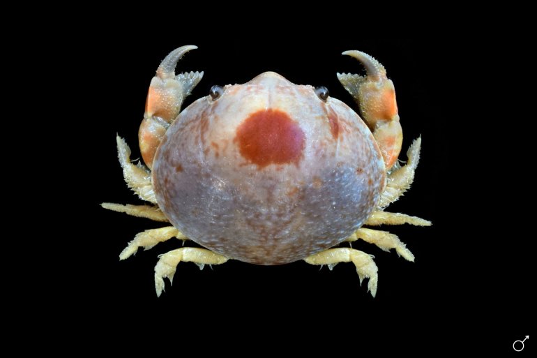 Guinotellus melvillensis, Ondřej Radosta