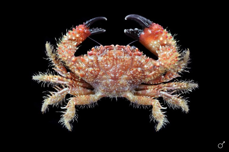 Heteractaea ceratopus, Ondřej Radosta