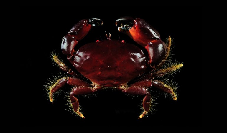 Lachnopodus rodgersi, Ling-Kuang Tseng