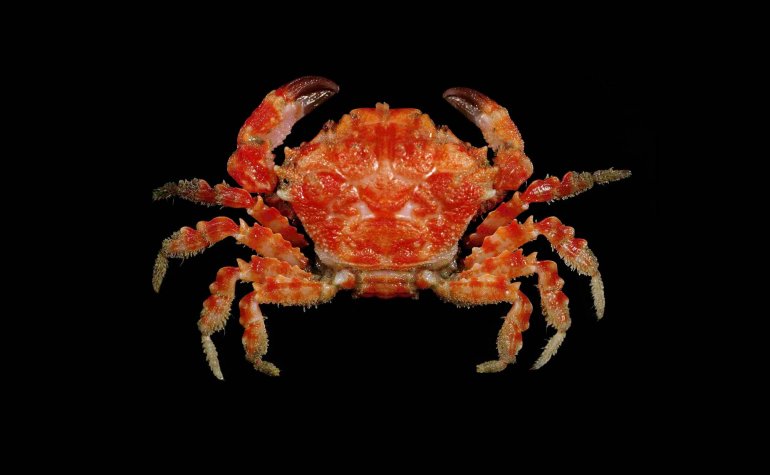 Ladomedaeus serratus, Tin-Yam Chan National Taiwan Ocean University