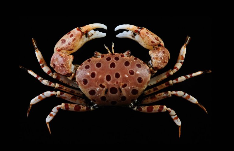 Liagore rubromaculata, Ling-Kuang Tseng