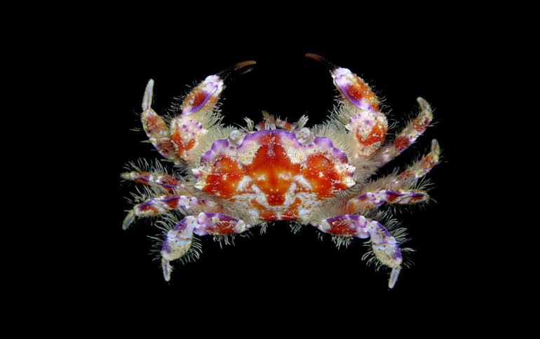 Lophozozymus incisus, Arthur Anker