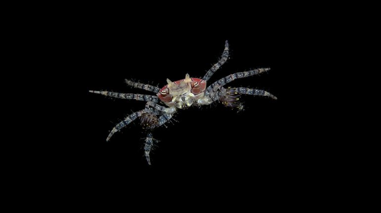 Lybia tessellata, Arthur Anker