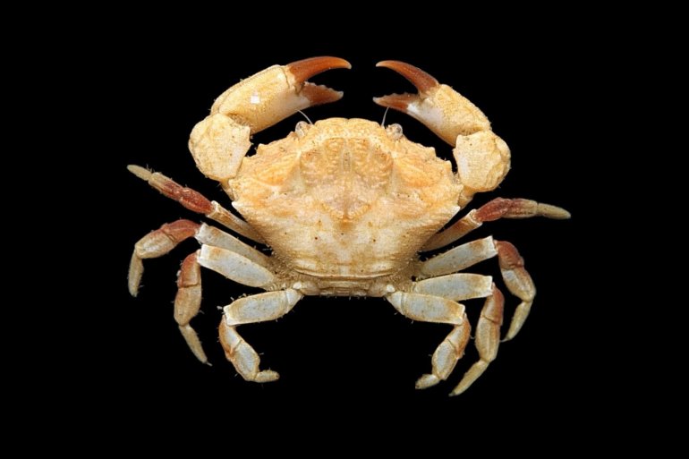 Medaeops granulosus, Mos Nattapat