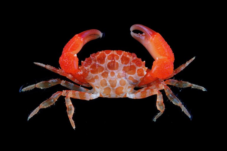 Nanocassiope alcocki, Tin-Yam Chan Museum national  d’Histoire naturelle