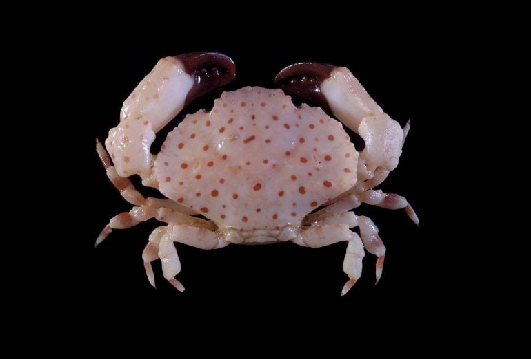 Neoxanthops lineatus, JC Mendoza (NUS)