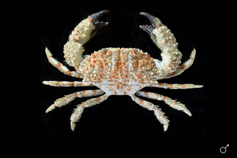Odhnea echinus, Ondřej Radosta