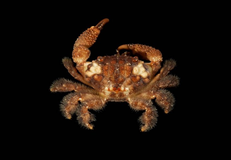 Pilodius areolatus, Robert Lasley