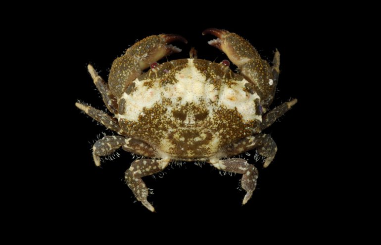Platypodia pseudogranulosa, Robert Lasley