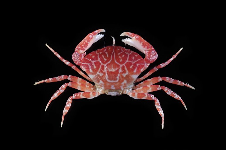 Pulcratis reticulatus, Tin-Yam Chan National Taiwan Ocean University /Museum national d’Histoire naturelle