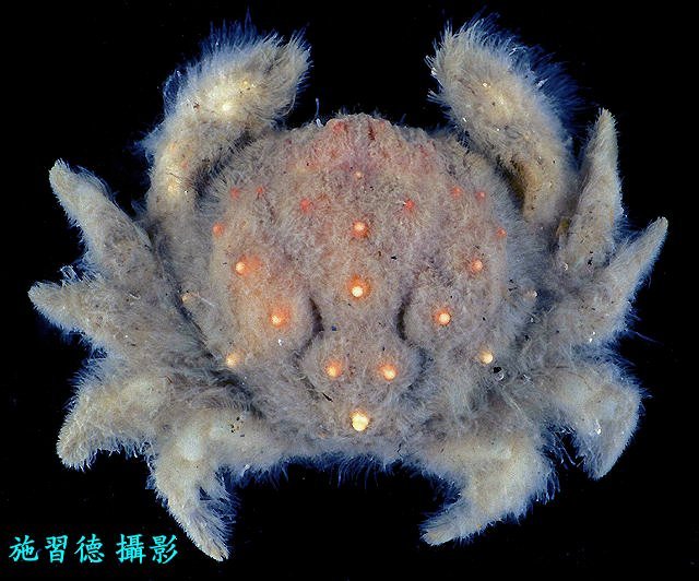 Trichia sakaii, Hsi-Te Shih