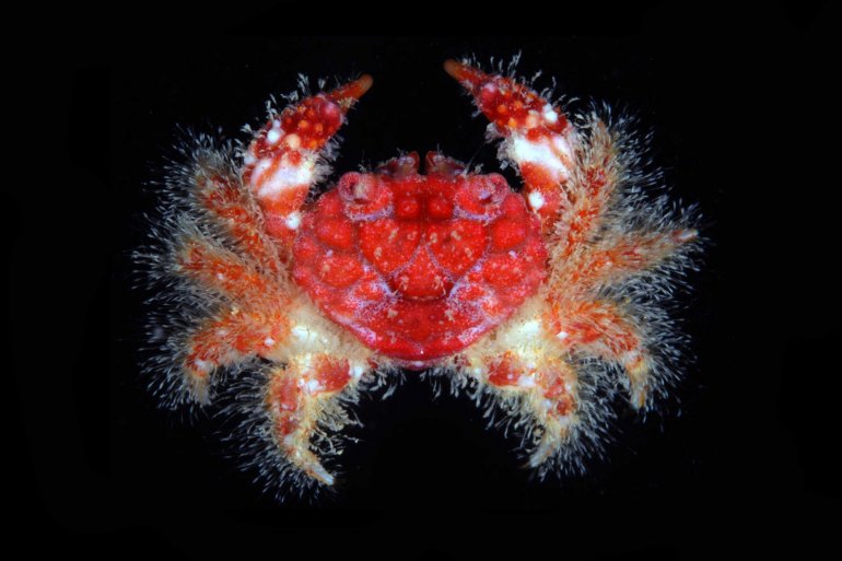 Tweedieia laysani, Gustav Paulay // Arthur Anker paulay@flmnh.ufl.edu
