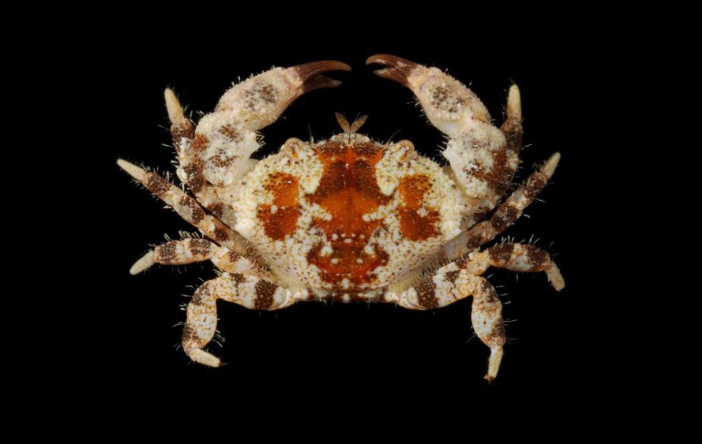 Xanthias lamarckii, Robert Lasley