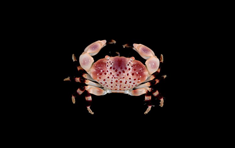 Xanthias punctatus, Arthur Anker