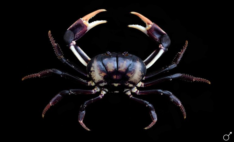 Gecarcinus ruricola, Ondřej Radosta