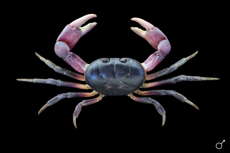 Gecarcoidea lalandii, Ondřej Radosta