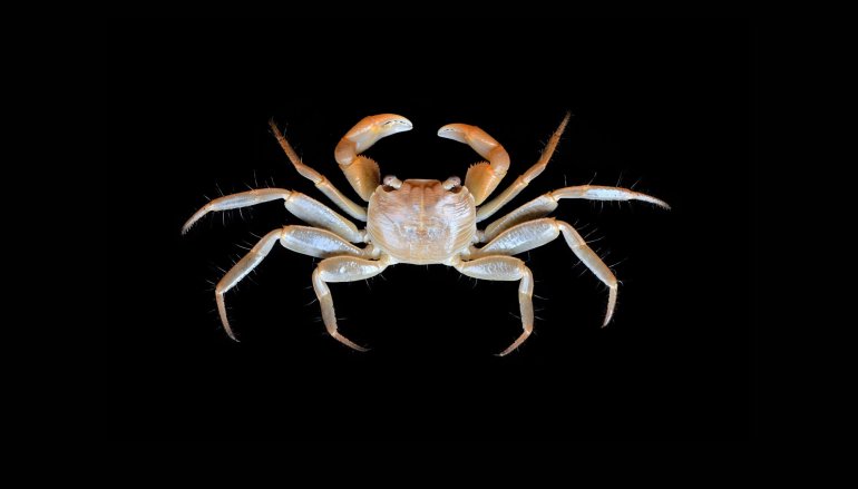 Geograpsus crinipes, Ondřej Radosta