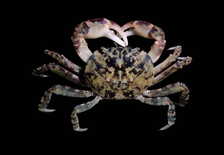 Leptograpsodes octodentatus, Michael Marmach Museum Victoria