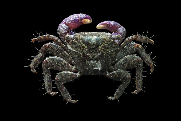 Metopograpsus frontalis, Mos Nattapat