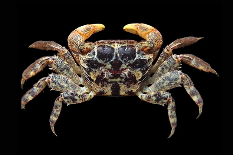 Nanosesarma andersonii, Mos Nattapat
