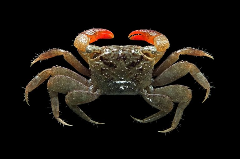 Parasesarma lanchesteri, Mos Nattapat