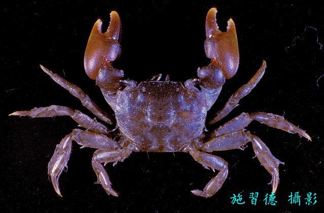 Parapyxidognathus deianira, Hsi-Te Shih