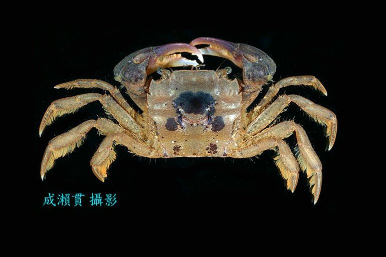 Ptychognathus altimanus, Hsi-Te Shih