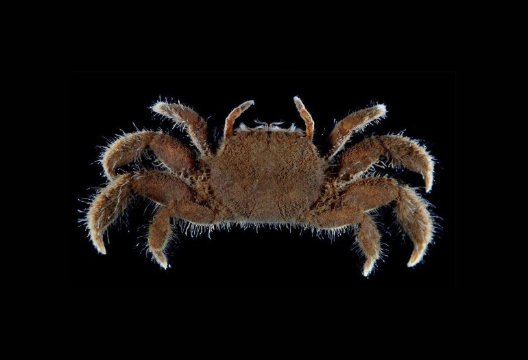 Ilyogynnis microcheirum, Arthur Anker