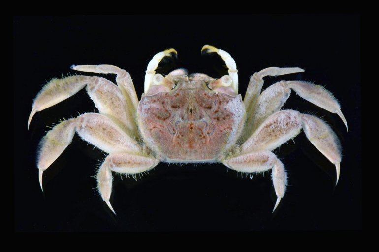 Nasima dotilliformis, Arthur Anker