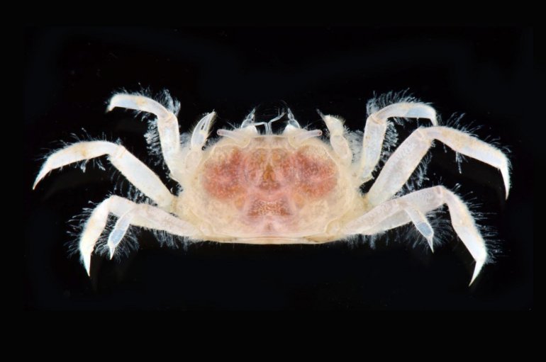 Opusia indica, Arthur Anker