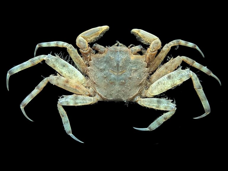 Ilyograpsus paludicola, Mos Nattapat