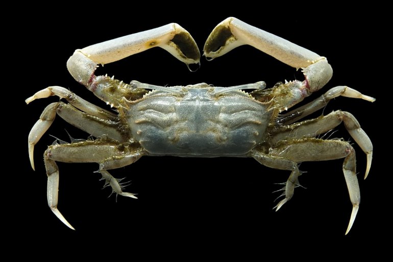 Macrophthalmus laevimanus, Mos Nattapat