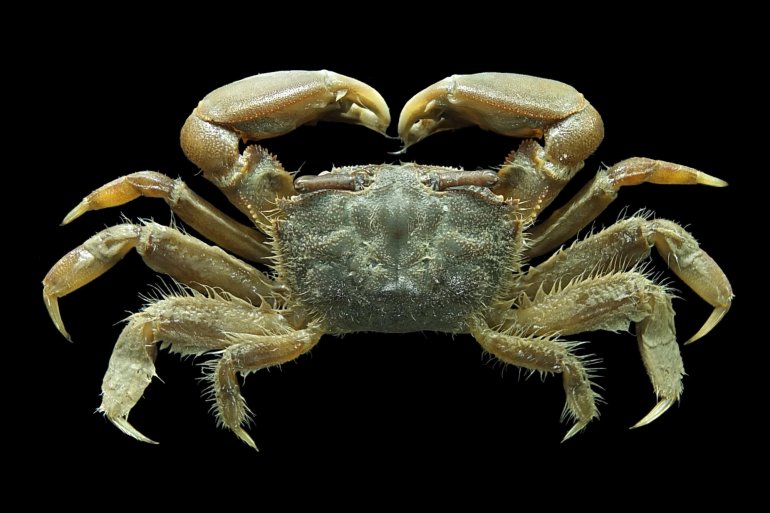 Macrophthalmus (Paramareotis) erato, Mos Nattapat