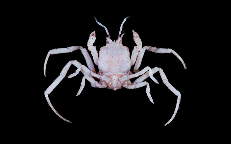 Cymonomus cognatus, Tin-Yam Chan National Taiwan Ocean University