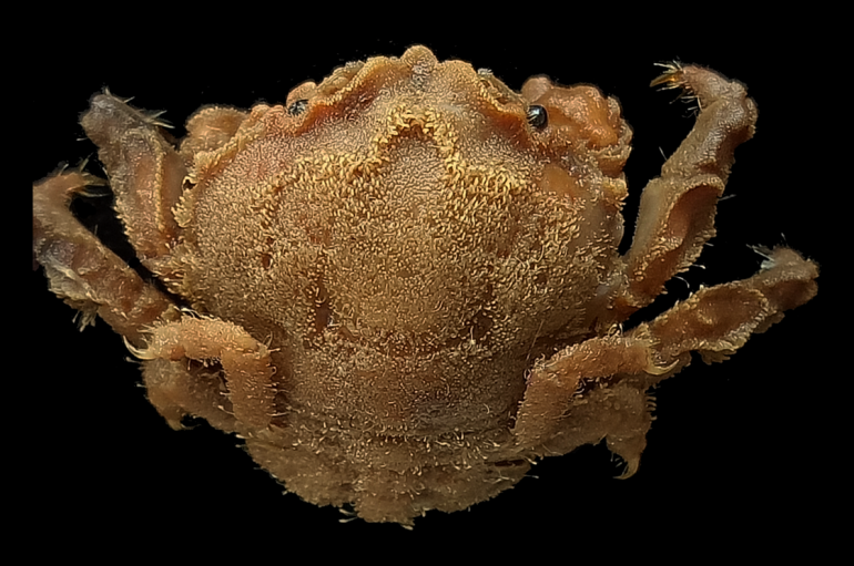 Alcockdromia fallax, Colin Mclay