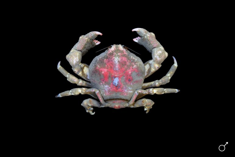 Conchoecetes intermedius, Ondřej Radosta