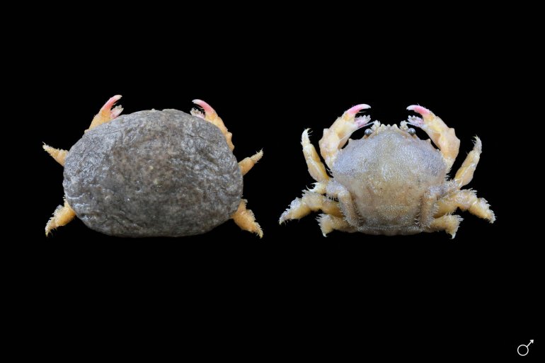 Dromia erythropus, Ondřej Radosta