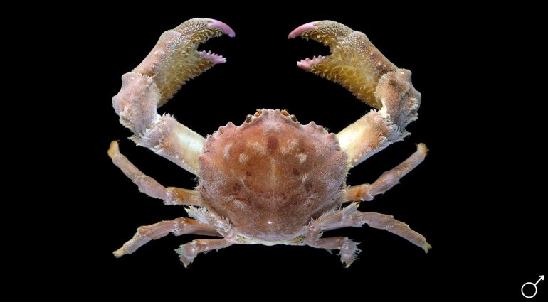 Dromidiopsis indica, Ondřej Radosta
