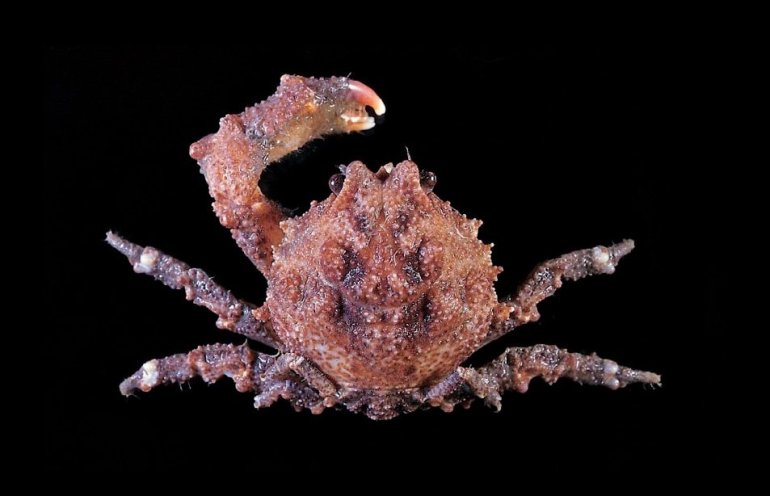 Epigodromia acutidens, Tin-Yam Chan 上傳(TaiBNET)