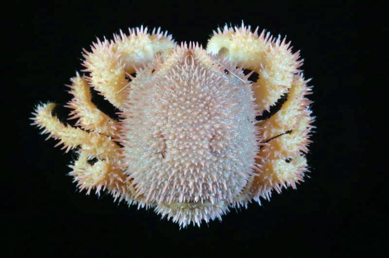 Acanthodromia margarita, Tin-Yam Chan National Taiwan Ocean University /Museum national d’Histoire naturelle