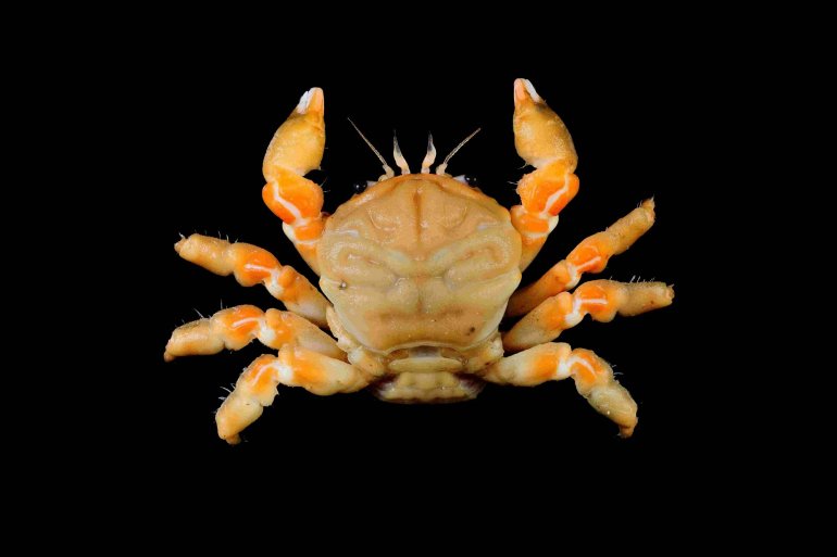 Metadynomene tanensis, Tin-Yam Chan National Taiwan Ocean University