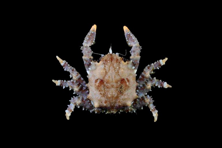 Paradynomene tuberculata, Tin-Yam Chan National Taiwan Ocean University