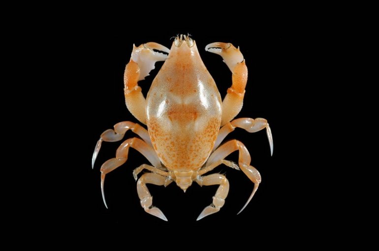 Lyreidus stenops, JC Mendoza